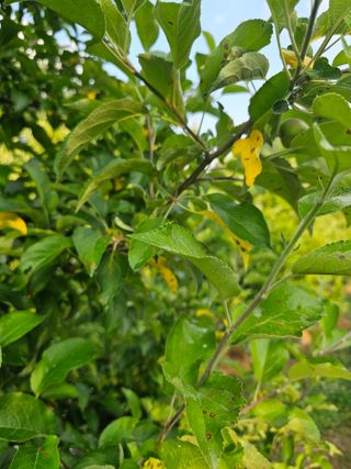 김웅래님의 사과 · 병해충상담 작성글 사진