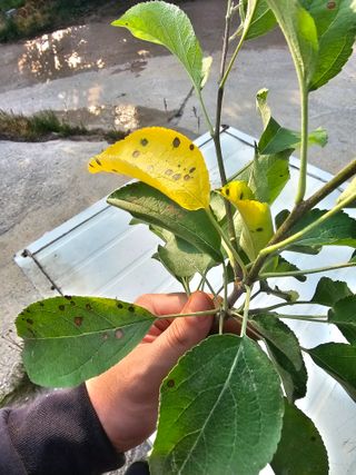 김웅래님의 사과 · 병해충상담 작성글 사진