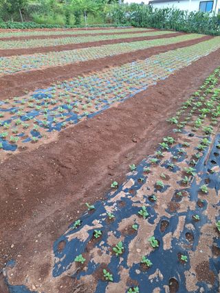 김은숙님의 참깨 · 병해충상담 작성글 사진