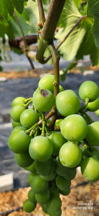 김상욱님의 포도 · 병해충상담 작성글 사진