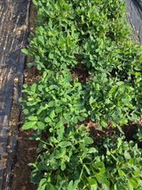 팜모닝 콩·병해충상담 게시글 이미지