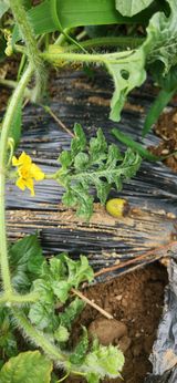 팜모닝 기타작물·병해충상담 게시글 이미지