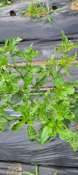 이종성님의 고추 · 병해충상담 작성글 사진