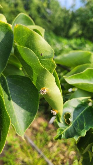 귀요미맘님의 배 · 병해충상담 작성글 사진