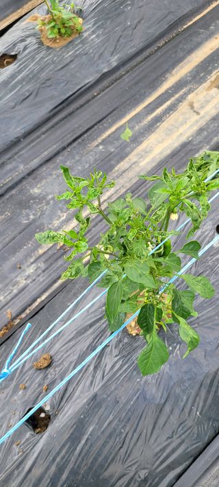 이종성님의 고추 · 병해충상담 작성글 사진