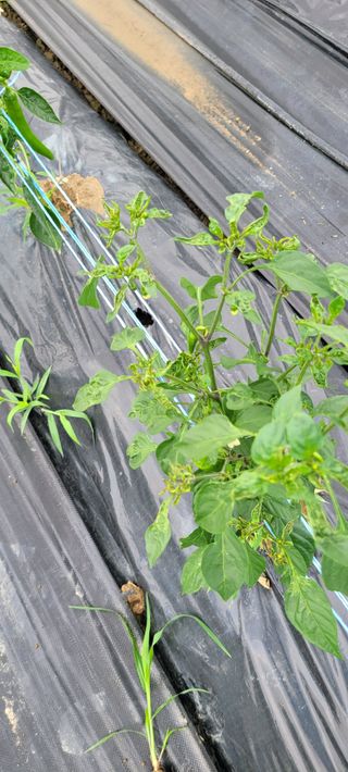 이종성님의 고추 · 병해충상담 작성글 사진