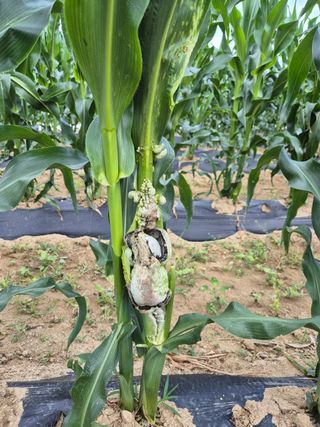 청림님의 옥수수 · 병해충상담 작성글 사진