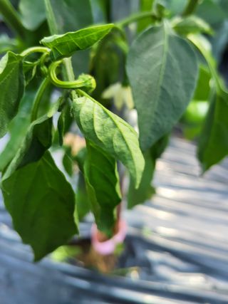 서동윤님의 고추 · 병해충상담 작성글 사진