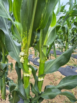 청림님의 옥수수 · 병해충상담 작성글 사진