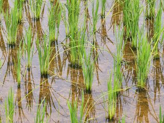한석봉님의 벼 · 병해충상담 작성글 사진