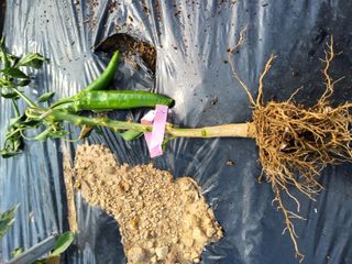 서동윤님의 고추 · 병해충상담 작성글 사진