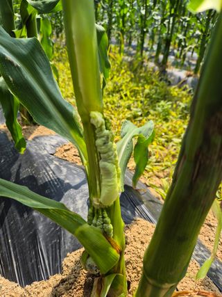 청림님의 옥수수 · 병해충상담 작성글 사진