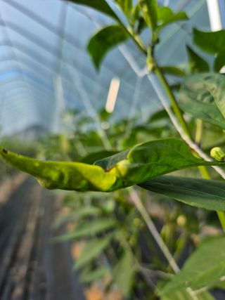 감자7437님의 고추 · 병해충상담 작성글 사진