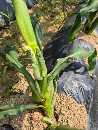 청림님의 옥수수 · 병해충상담 작성글 사진