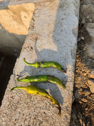 강기만님의 고추 · 병해충상담 작성글 사진