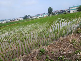 한석봉님의 벼 · 병해충상담 작성글 사진