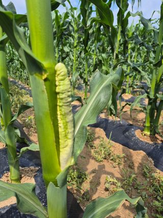 청림님의 옥수수 · 병해충상담 작성글 사진