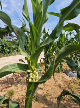 청림님의 옥수수 · 병해충상담 작성글 사진