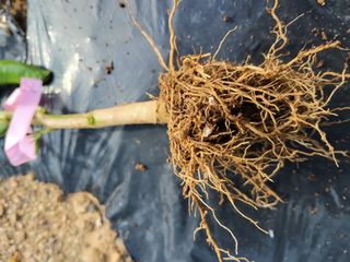 서동윤님의 고추 · 병해충상담 작성글 사진