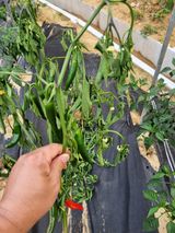 팜모닝 고추·병해충상담 게시글 이미지