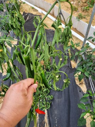 유니농원님의 고추 · 병해충상담 작성글 사진