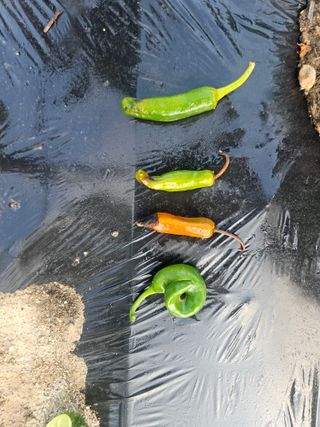 김기만님의 고추 · 병해충상담 작성글 사진