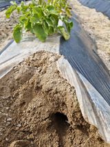 팜모닝 감자·병해충상담 게시글 이미지