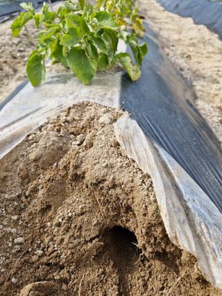 박치원님의 감자 · 병해충상담 작성글 사진