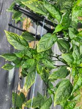 팜모닝 고추·병해충상담 게시글 이미지