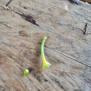 권춘화님의 고추 · 병해충상담 작성글 사진