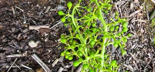 박희철님의 포도 · 병해충상담 작성글 사진