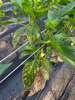 김형자님의 들깨 · 병해충상담 작성글 사진