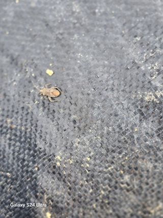 청계닭님의 고추 · 병해충상담 작성글 사진