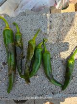 팜모닝 고추·병해충상담 게시글 이미지