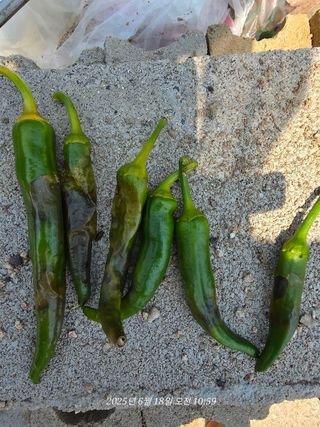 이태봉님의 고추 · 병해충상담 작성글 사진