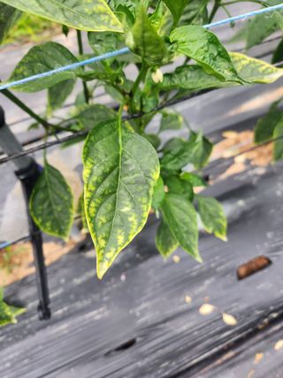 대추39400님의 고추 · 병해충상담 작성글 사진