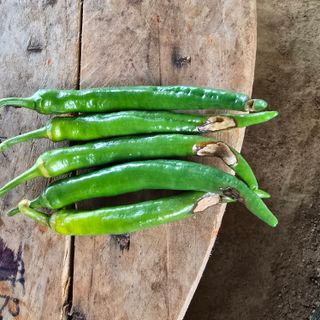 권춘화님의 고추 · 병해충상담 작성글 사진