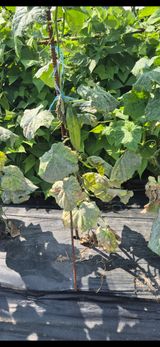 팜모닝 오이·병해충상담 게시글 이미지