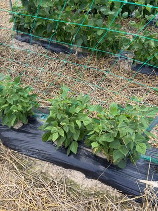 강세빈님의 콩 · 병해충상담 작성글 사진