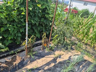 박주희님의 오이 · 병해충상담 작성글 사진