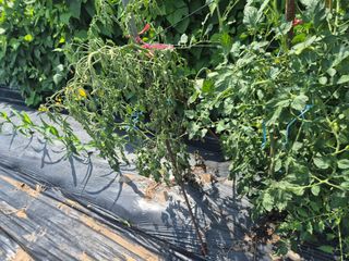 박주희님의 오이 · 병해충상담 작성글 사진