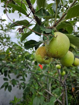 오이15603님의 벼 · 병해충상담 작성글 사진