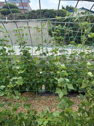 강세빈님의 콩 · 병해충상담 작성글 사진