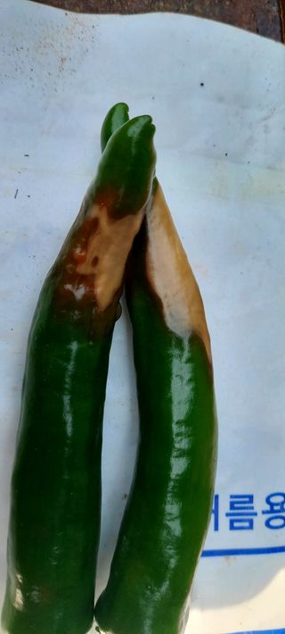 권오철님의 고추 · 병해충상담 작성글 사진