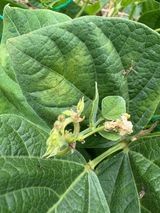 팜모닝 콩·병해충상담 게시글 이미지