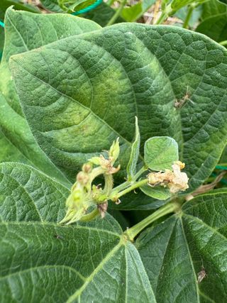 강세빈님의 콩 · 병해충상담 작성글 사진