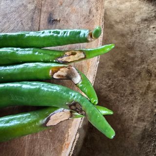 권춘화님의 고추 · 병해충상담 작성글 사진