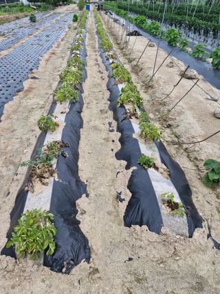 박치원님의 감자 · 병해충상담 작성글 사진