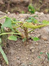 팜모닝 콩·병해충상담 게시글 이미지