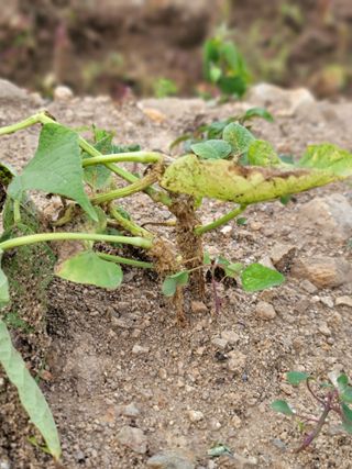 jun님의 콩 · 병해충상담 작성글 사진